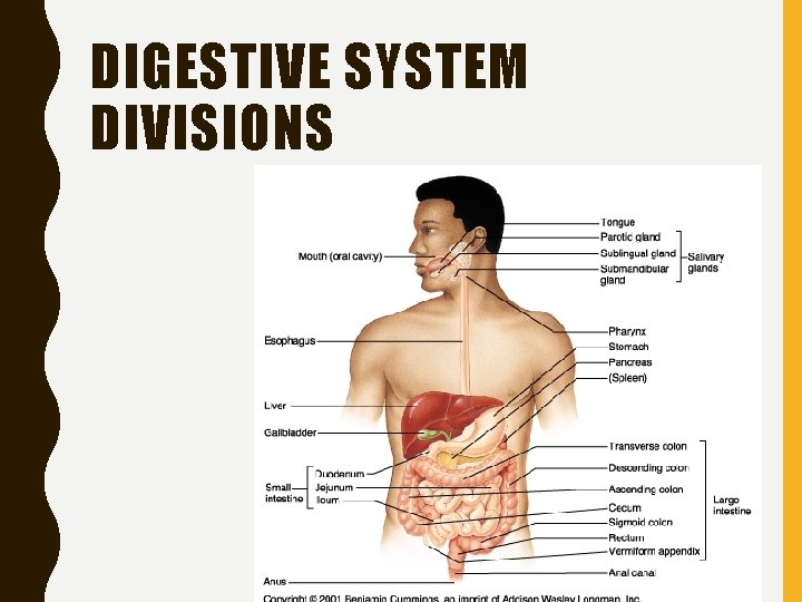 DIGESTIVE SYSTEM DIVISIONS 