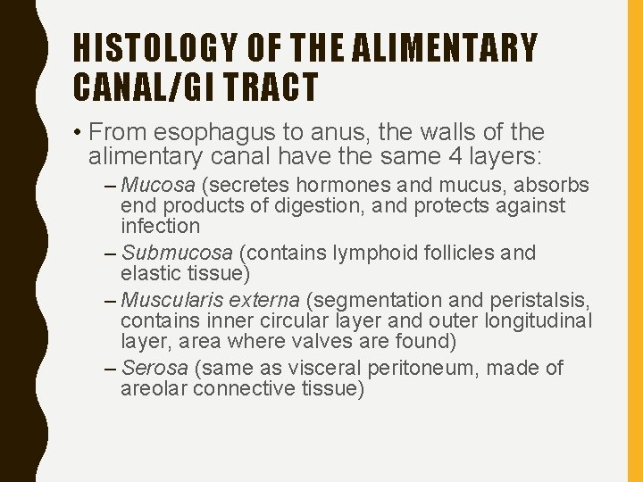 HISTOLOGY OF THE ALIMENTARY CANAL/GI TRACT • From esophagus to anus, the walls of
