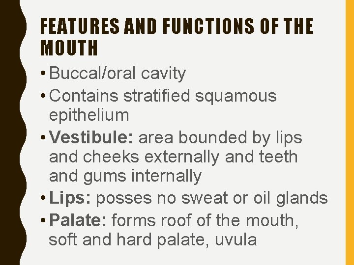FEATURES AND FUNCTIONS OF THE MOUTH • Buccal/oral cavity • Contains stratified squamous epithelium