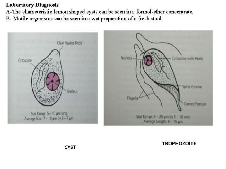 Laboratory Diagnosis A-The characteristic lemon shaped cysts can be seen in a formol-ether concentrate. Laboratory Diagnosis A-The characteristic lemon shaped cysts can be seen in a formol-ether concentrate.
