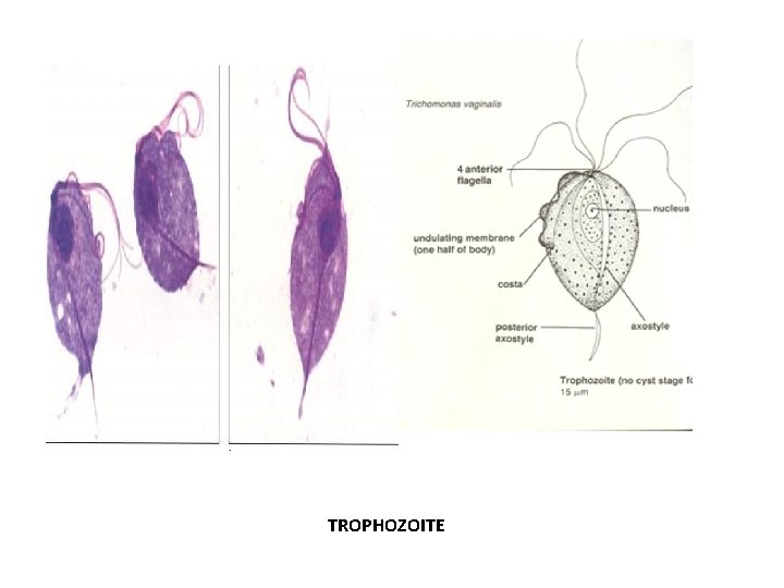 TROPHOZOITE TROPHOZOITE