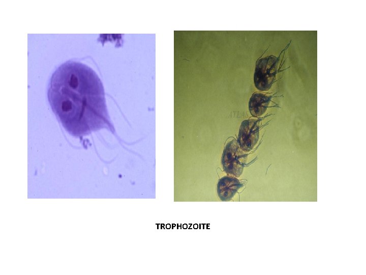TROPHOZOITE TROPHOZOITE