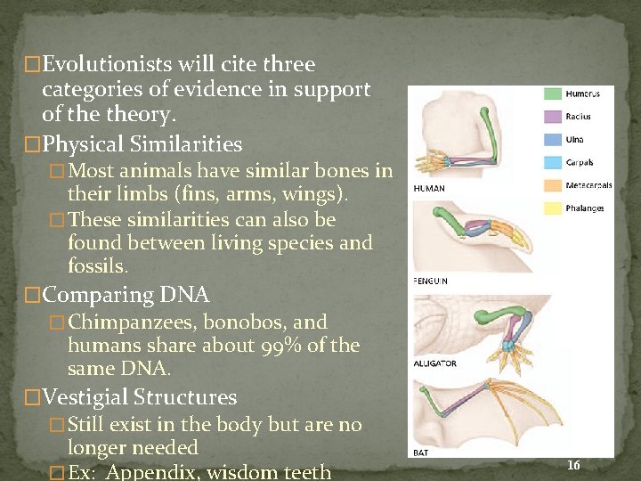 �Evolutionists will cite three categories of evidence in support of theory. �Physical Similarities �