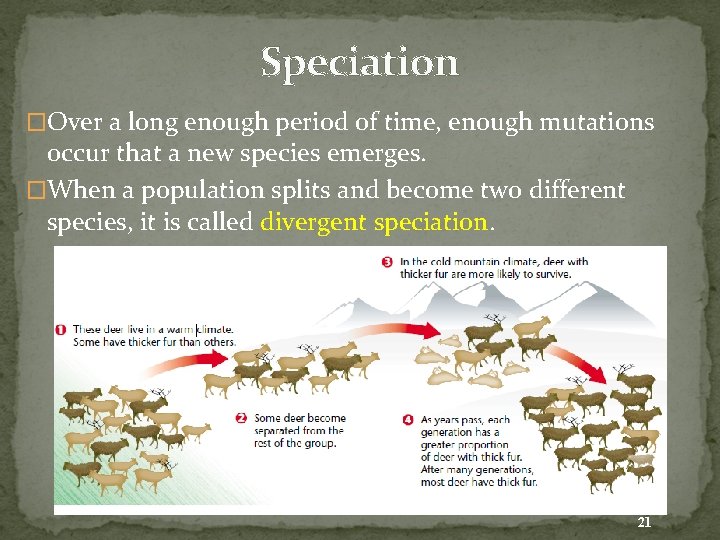 Speciation �Over a long enough period of time, enough mutations occur that a new
