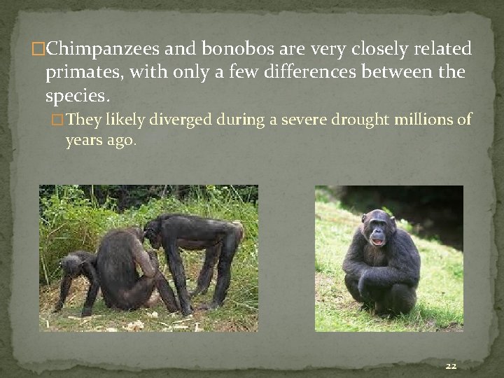 �Chimpanzees and bonobos are very closely related primates, with only a few differences between