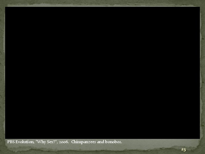 PBS Evolution, “Why Sex? ”, 2006. Chimpanzees and bonobos. 23 