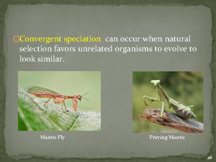 �Convergent speciation can occur when natural selection favors unrelated organisms to evolve to look