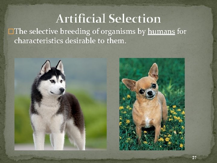 Artificial Selection �The selective breeding of organisms by humans for characteristics desirable to them.