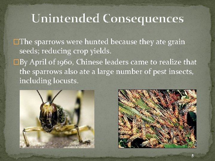 Unintended Consequences �The sparrows were hunted because they ate grain seeds; reducing crop yields.