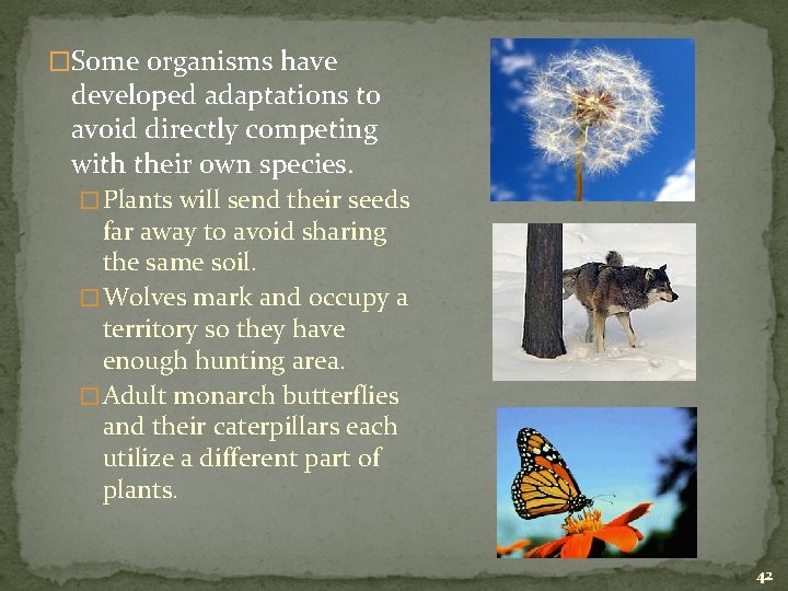 �Some organisms have developed adaptations to avoid directly competing with their own species. �