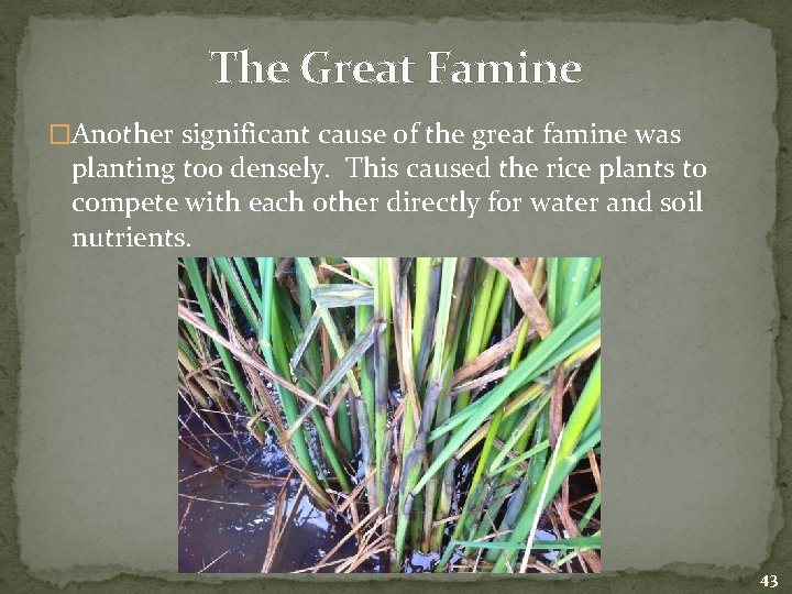 The Great Famine �Another significant cause of the great famine was planting too densely.