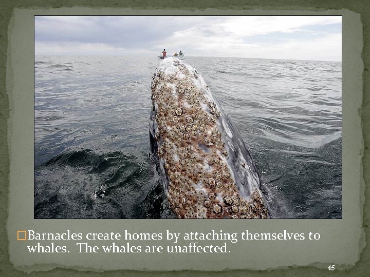 �Barnacles create homes by attaching themselves to whales. The whales are unaffected. 45 