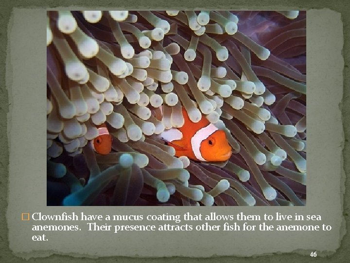� Clownfish have a mucus coating that allows them to live in sea anemones.