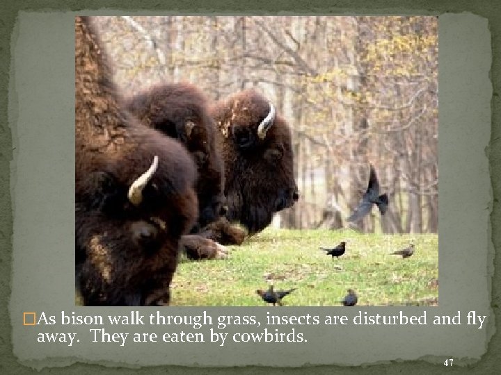 �As bison walk through grass, insects are disturbed and fly away. They are eaten