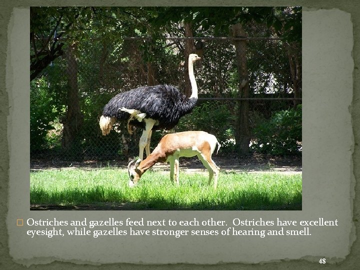 � Ostriches and gazelles feed next to each other. Ostriches have excellent eyesight, while