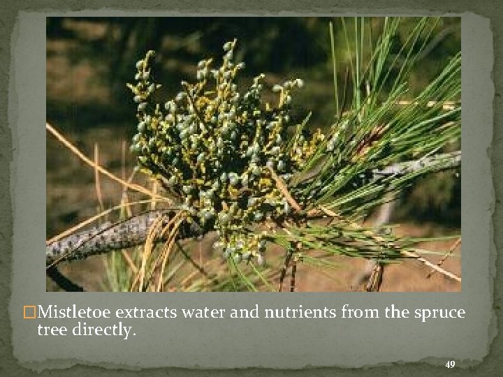 �Mistletoe extracts water and nutrients from the spruce tree directly. 49 