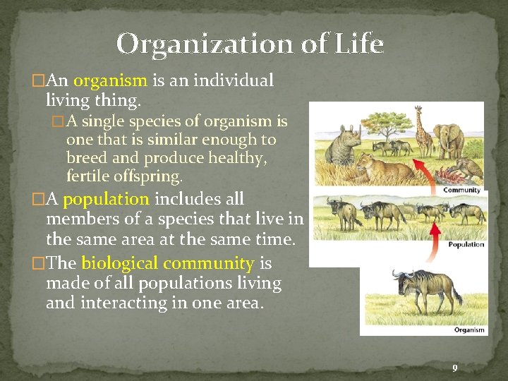 Organization of Life �An organism is an individual living thing. � A single species