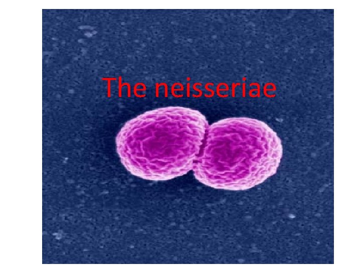 The neisseriae 