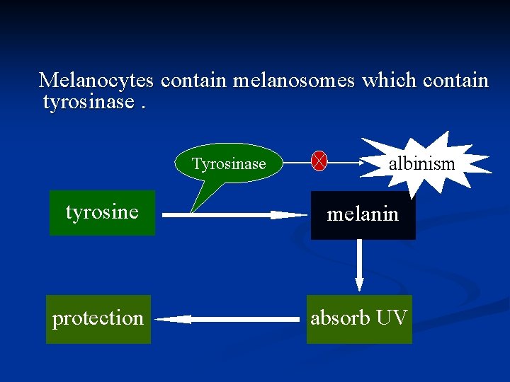 Melanocytes contain melanosomes which contain tyrosinase. Tyrosinase albinism tyrosine melanin protection absorb UV 