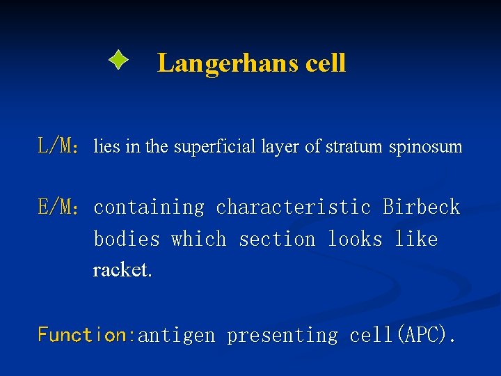 Langerhans cell L/M：lies in the superficial layer of stratum spinosum E/M：containing characteristic Birbeck bodies