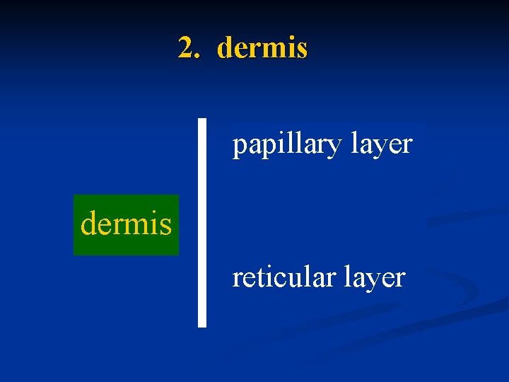 2. dermis papillary layer dermis reticular layer 