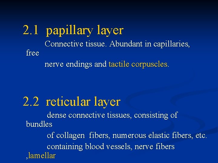 2. 1 papillary layer free Connective tissue. Abundant in capillaries, nerve endings and tactile