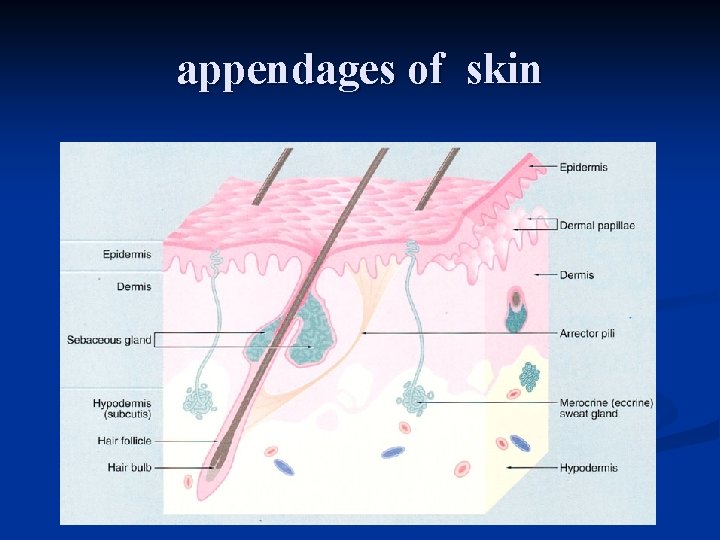 appendages of skin 