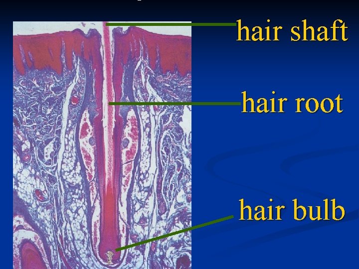 hair shaft hair root hair bulb 