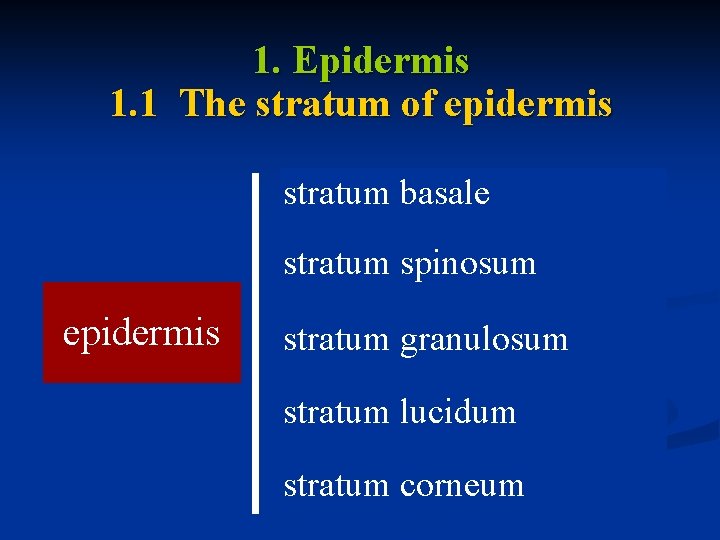 1. Epidermis 1. 1 The stratum of epidermis stratum basale stratum spinosum epidermis stratum