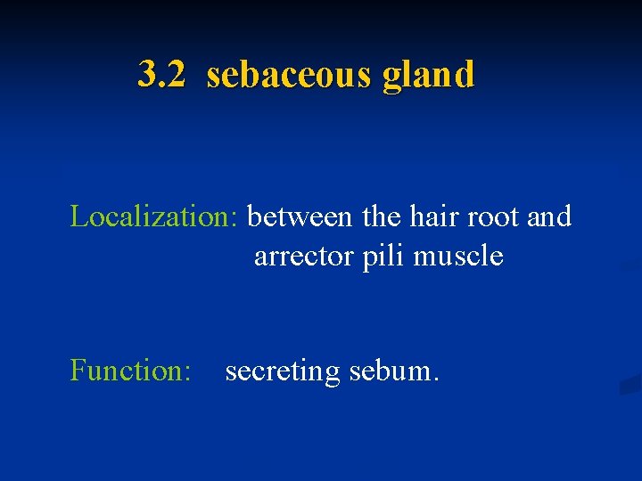 3. 2 sebaceous gland Localization: between the hair root and arrector pili muscle Function: