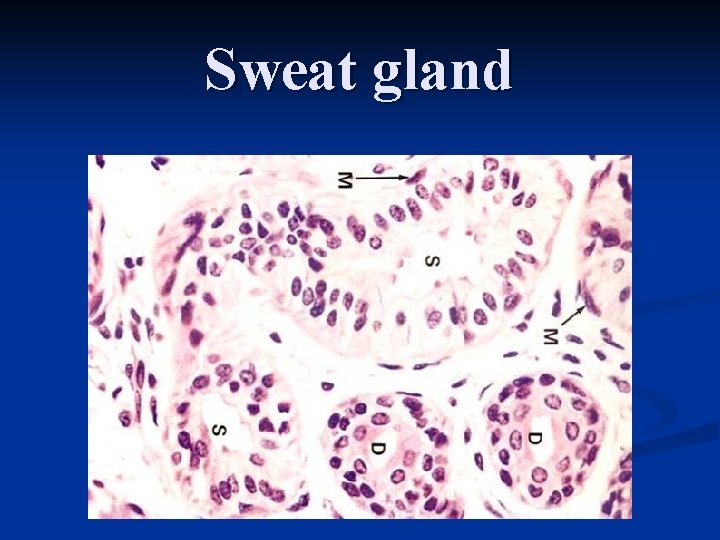 Sweat gland 