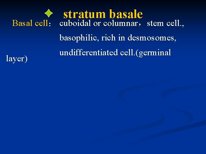 stratum basale Basal cell： cuboidal or columnar，stem cell. , basophilic, rich in desmosomes, layer)