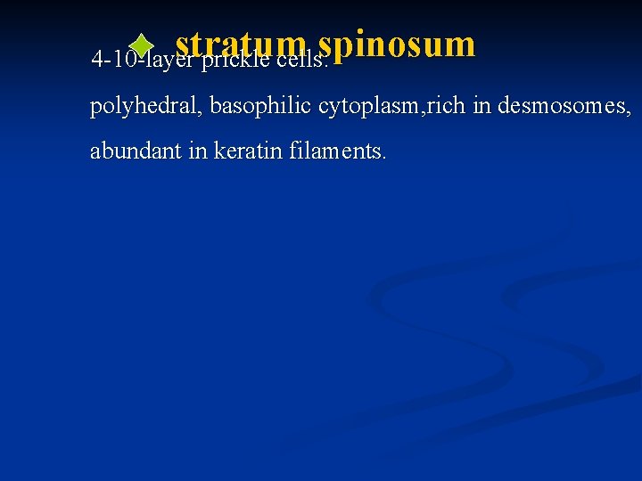 stratum 4 -10 -layer prickle cells: spinosum polyhedral, basophilic cytoplasm, rich in desmosomes, abundant