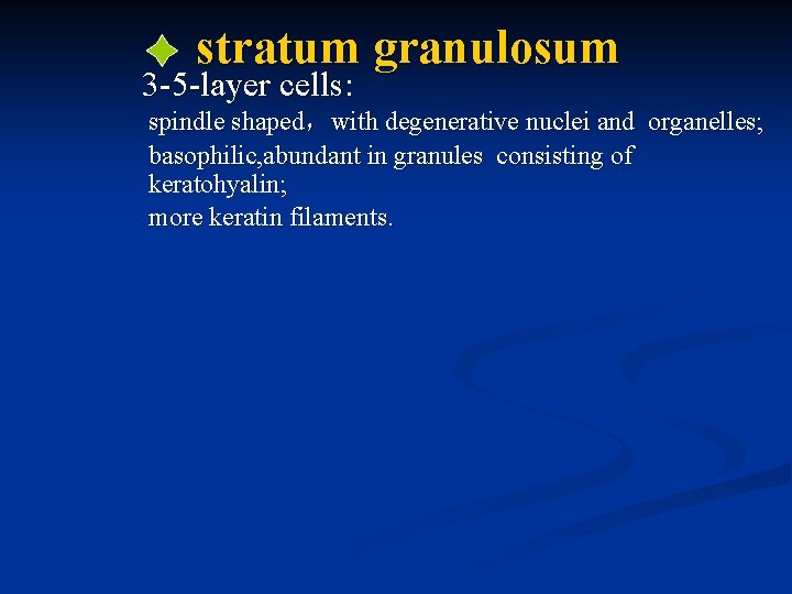 stratum granulosum 3 -5 -layer cells: spindle shaped，with degenerative nuclei and organelles; basophilic, abundant