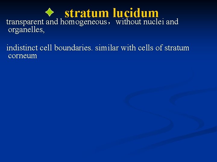 stratum lucidum transparent and homogeneous，without nuclei and organelles, indistinct cell boundaries. similar with cells