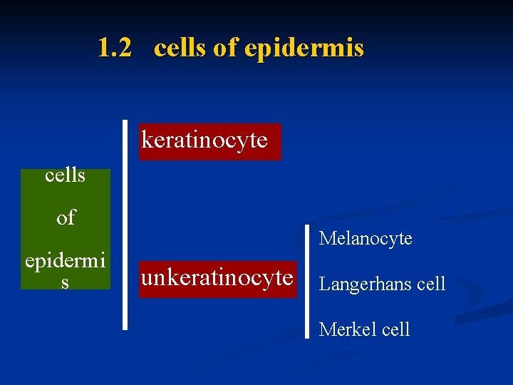 1. 2 cells of epidermis keratinocyte cells of epidermi s Melanocyte unkeratinocyte Langerhans cell