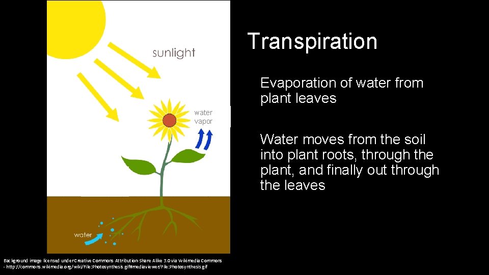 Transpiration Evaporation of water from plant leaves water vapor Water moves from the soil