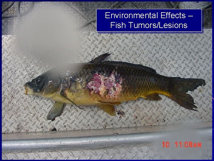 Environmental Effects – Fish Tumors/Lesions 