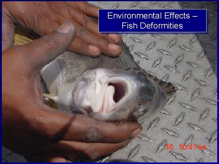 Environmental Effects – Fish Deformities 