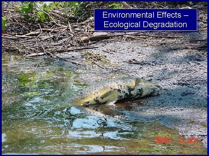 Environmental Effects – Ecological Degradation 