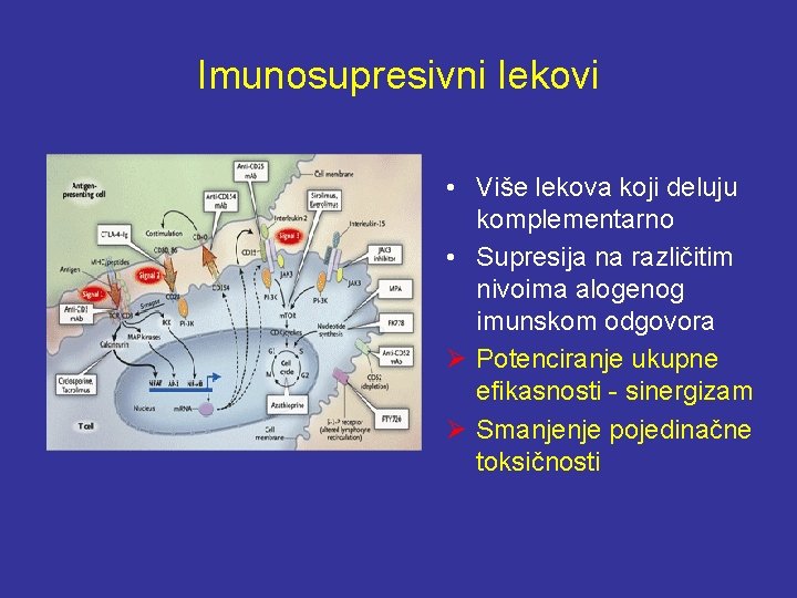 Imunosupresivni lekovi • Više lekova koji deluju komplementarno • Supresija na različitim nivoima alogenog