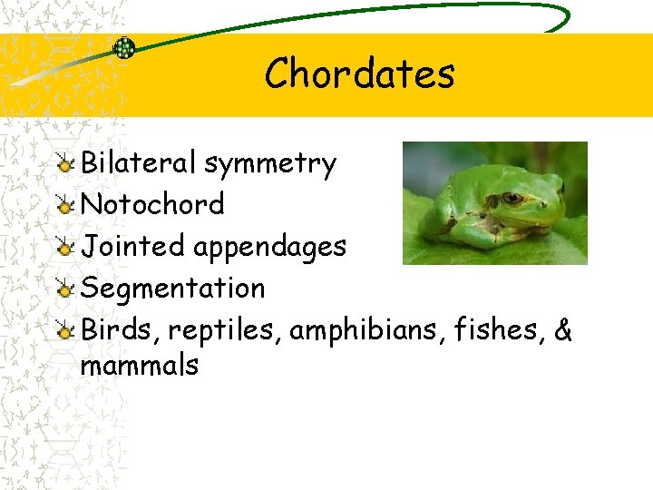 Chordates Bilateral symmetry Notochord Jointed appendages Segmentation Birds, reptiles, amphibians, fishes, & mammals 