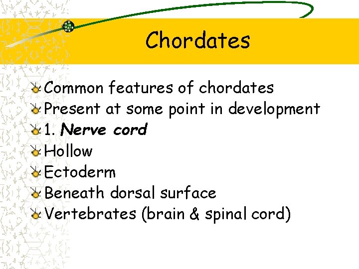 Chordates Common features of chordates Present at some point in development 1. Nerve cord