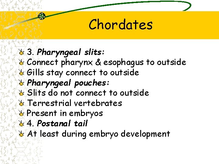 Chordates 3. Pharyngeal slits: Connect pharynx & esophagus to outside Gills stay connect to