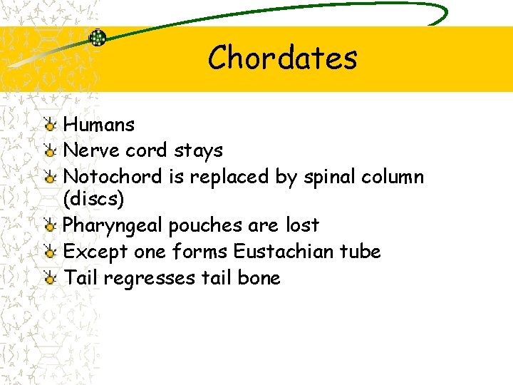 Chordates Humans Nerve cord stays Notochord is replaced by spinal column (discs) Pharyngeal pouches