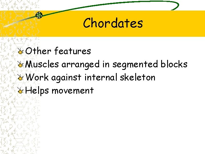 Chordates Other features Muscles arranged in segmented blocks Work against internal skeleton Helps movement