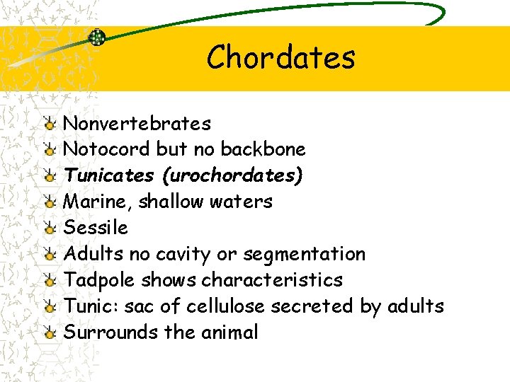 Chordates Nonvertebrates Notocord but no backbone Tunicates (urochordates) Marine, shallow waters Sessile Adults no