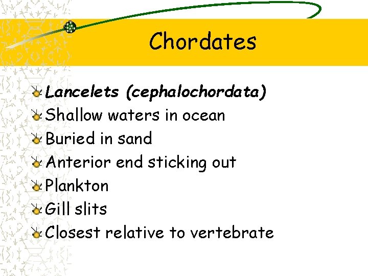 Chordates Lancelets (cephalochordata) Shallow waters in ocean Buried in sand Anterior end sticking out