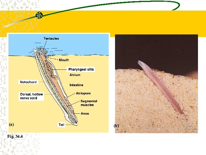 (a) Fig. 34. 4 (b) 