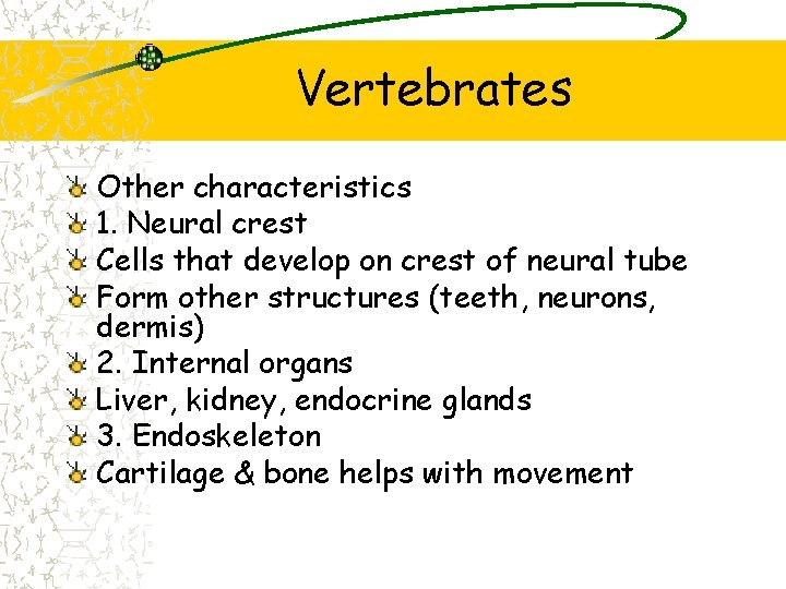 Vertebrates Other characteristics 1. Neural crest Cells that develop on crest of neural tube